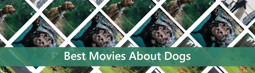 Best Movies About Dogs
